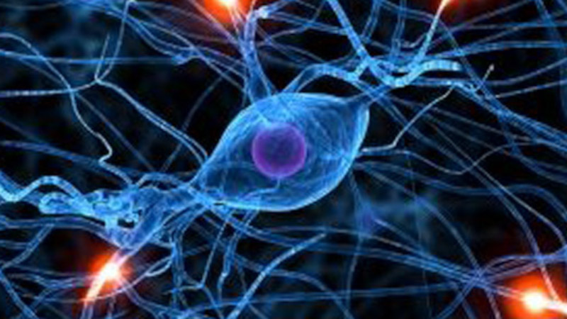 Neuromarketing, nuevas vías para comprender al consumidor
